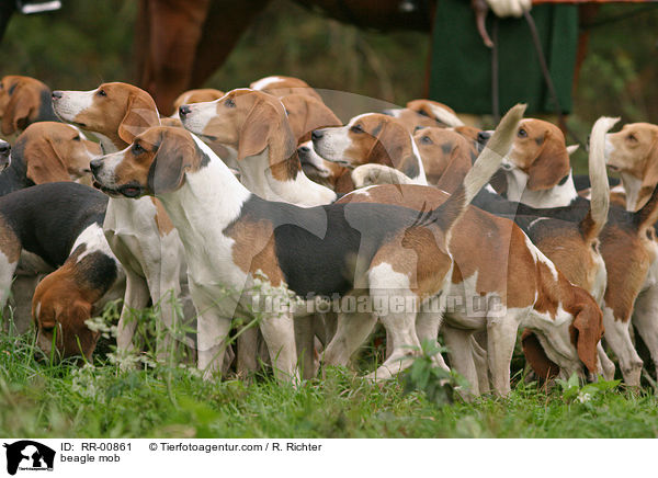 Beaglemeute / beagle mob / RR-00861