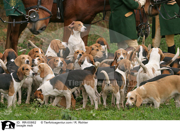 Beaglemeute / beagle mob / RR-00862