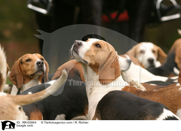 Beaglemeute / beagle mob / RR-00864