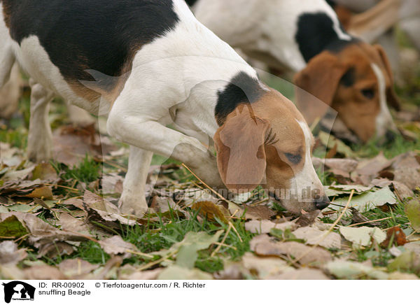 schnuppernder / snuffling Beagle / RR-00902
