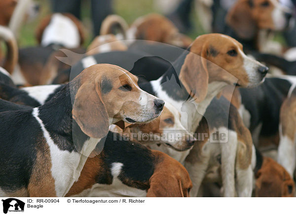 Beagle / Beagle / RR-00904