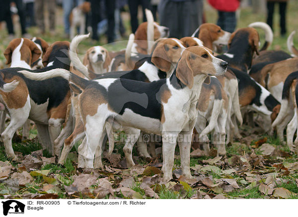 Beagle / Beagle / RR-00905