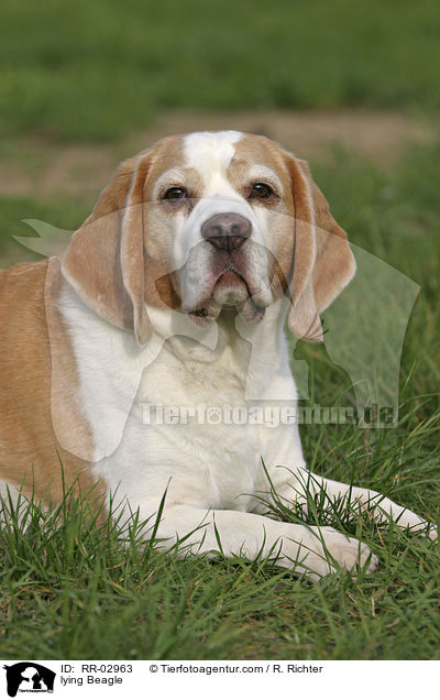 liegender Beagle / lying Beagle / RR-02963