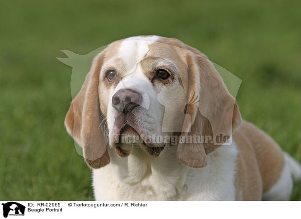 Beagle Portrait / Beagle Portrait / RR-02965