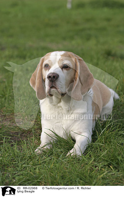 liegender Beagle / lying Beagle / RR-02968