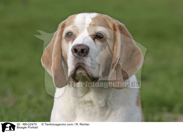 Beagle Portrait / Beagle Portrait / RR-02970