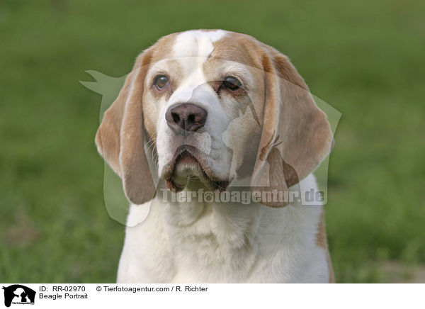 Beagle Portrait / Beagle Portrait / RR-02970