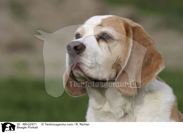 Beagle Portrait / Beagle Portrait / RR-02971
