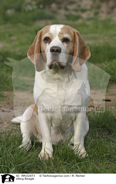 sitzender Beagle / sitting Beagle / RR-02973