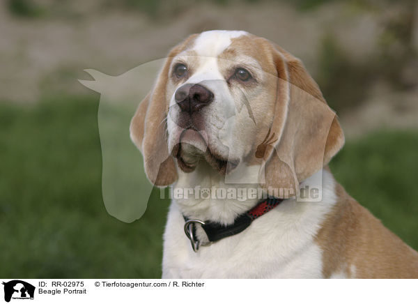 Beagle Portrait / Beagle Portrait / RR-02975