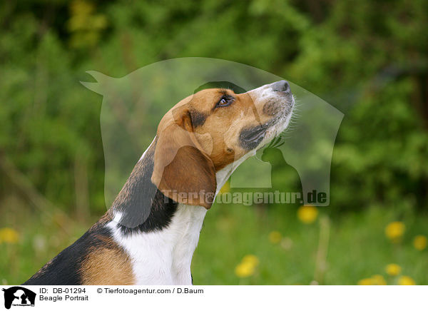 Beagle Portrait / Beagle Portrait / DB-01294