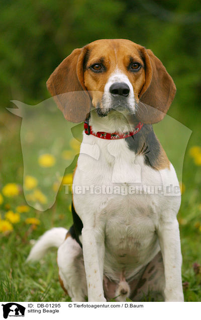 sitzender Beagle / sitting Beagle / DB-01295
