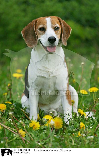 sitzender Beagle / sitting Beagle / DB-01369