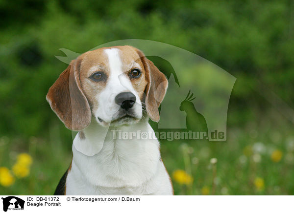 Beagle Portrait / Beagle Portrait / DB-01372