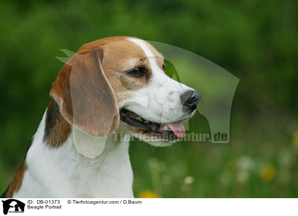 Beagle Portrait / Beagle Portrait / DB-01373