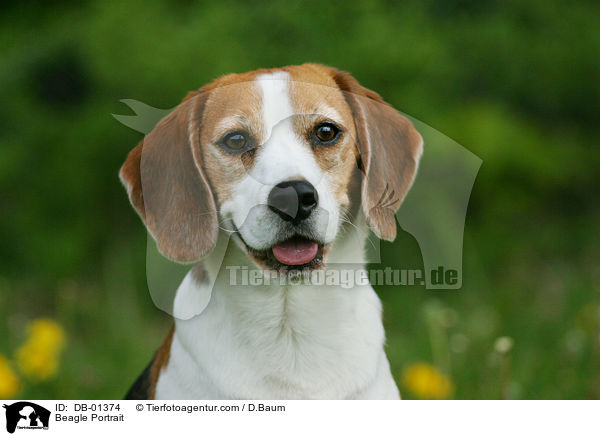 Beagle Portrait / Beagle Portrait / DB-01374