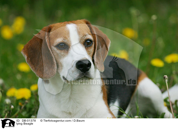 liegender Beagle / lying Beagle / DB-01378