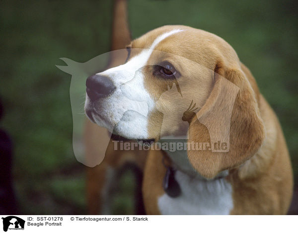 Beagle Portrait / Beagle Portrait / SST-01278