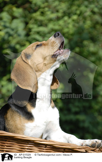 bellender Beagle / barking Beagle / AP-01529