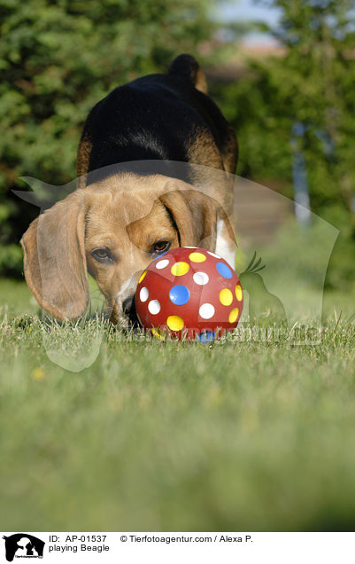 spielender Beagle / playing Beagle / AP-01537