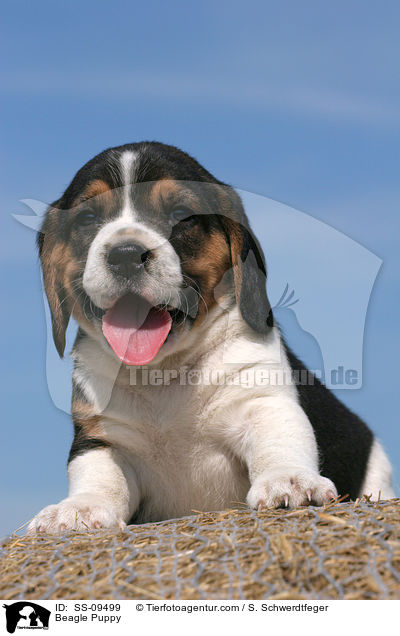 Beagle Welpe / Beagle Puppy / SS-09499
