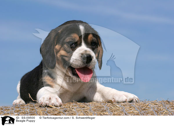 Beagle Welpe / Beagle Puppy / SS-09500