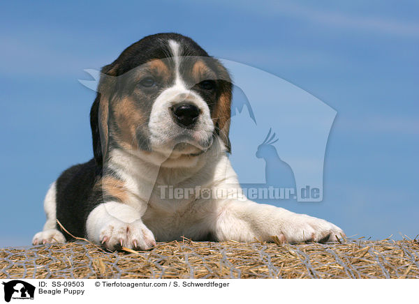Beagle Welpe / Beagle Puppy / SS-09503