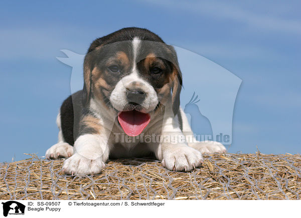 Beagle Welpe / Beagle Puppy / SS-09507