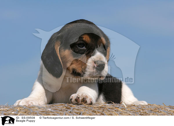 Beagle Welpe / Beagle Puppy / SS-09508