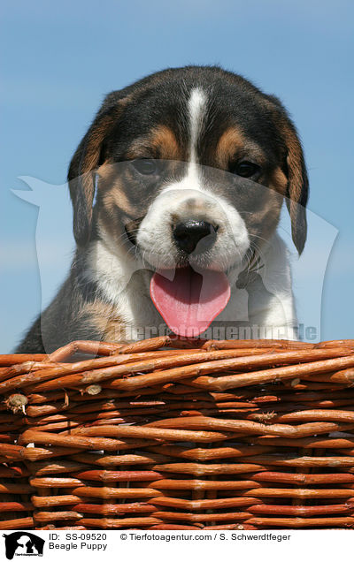Beagle Welpe / Beagle Puppy / SS-09520