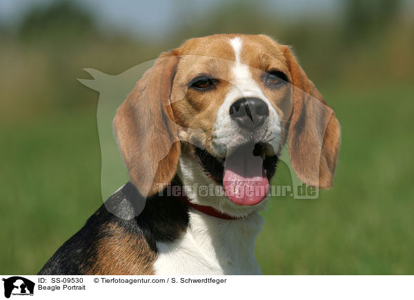 Beagle Portrait / Beagle Portrait / SS-09530