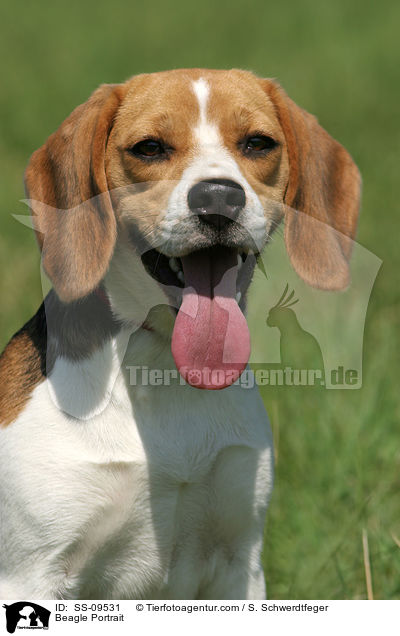 Beagle Portrait / Beagle Portrait / SS-09531