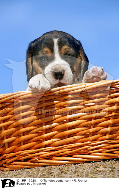 Beagle Welpe im Krbchen / Beagle pup in basket / RR-15928