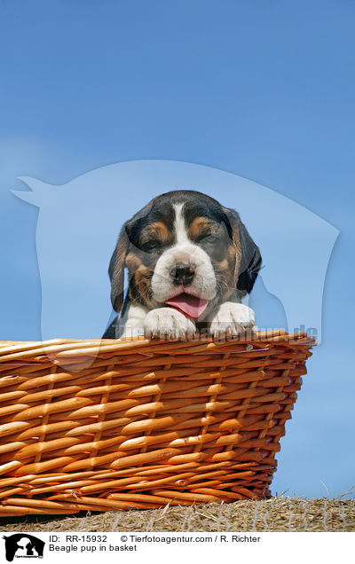 Beagle Welpe im Krbchen / Beagle pup in basket / RR-15932