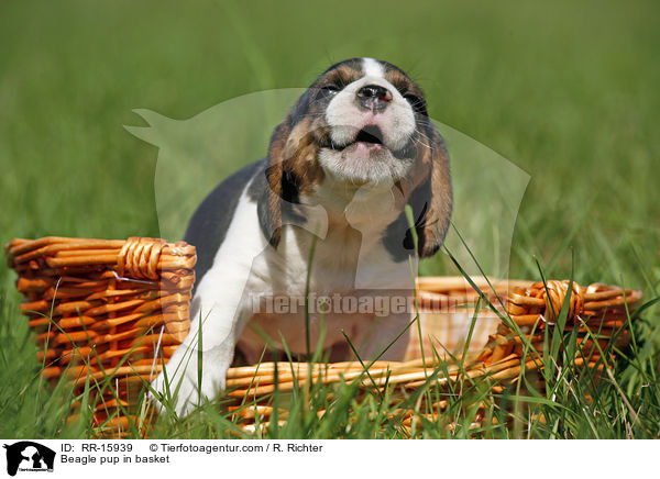 Beagle Welpe im Krbchen / Beagle pup in basket / RR-15939