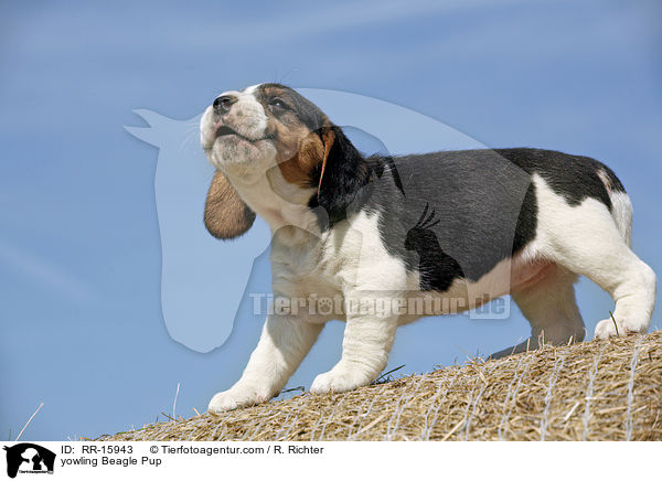 jaulender Beagle Welpe / yowling Beagle Pup / RR-15943