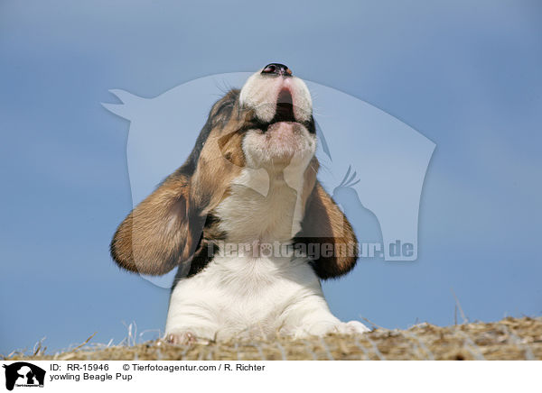 jaulender Beagle Welpe / yowling Beagle Pup / RR-15946