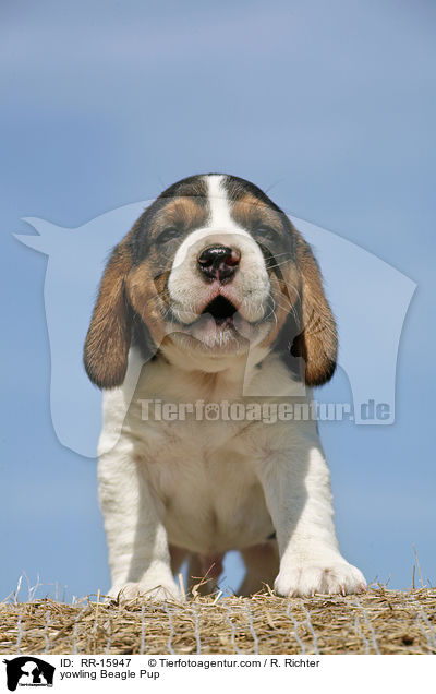 jaulender Beagle Welpe / yowling Beagle Pup / RR-15947
