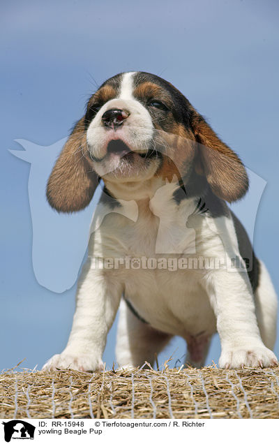 jaulender Beagle Welpe / yowling Beagle Pup / RR-15948