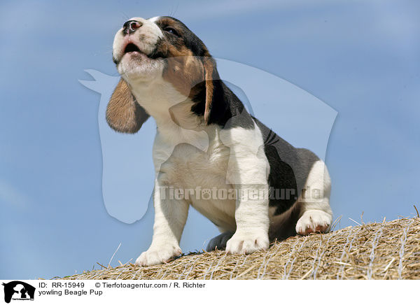 jaulender Beagle Welpe / yowling Beagle Pup / RR-15949
