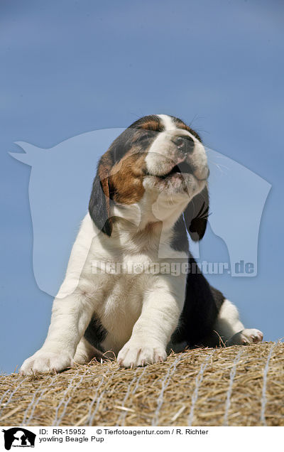 jaulender Beagle Welpe / yowling Beagle Pup / RR-15952