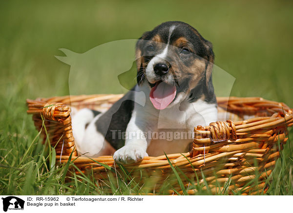 Beagle Welpe im Krbchen / Beagle pup in basket / RR-15962