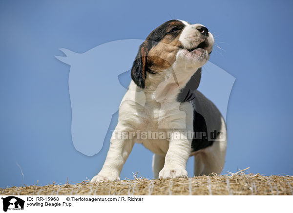 jaulender Beagle Welpe / yowling Beagle Pup / RR-15968