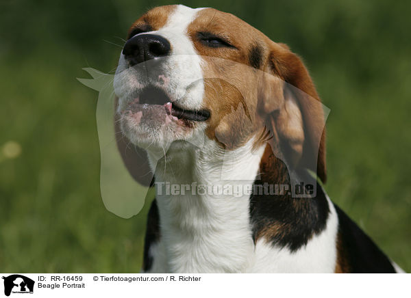 Beagle Portrait / Beagle Portrait / RR-16459
