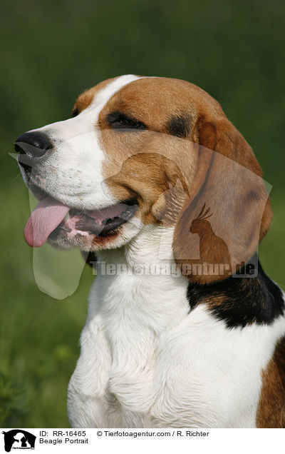Beagle Portrait / Beagle Portrait / RR-16465