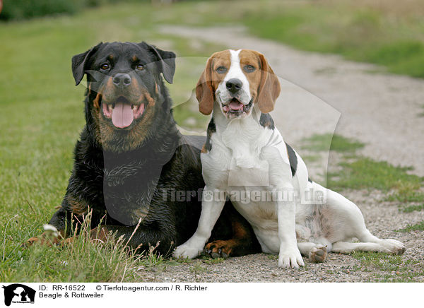 Beagle & Rottweiler / Beagle & Rottweiler / RR-16522