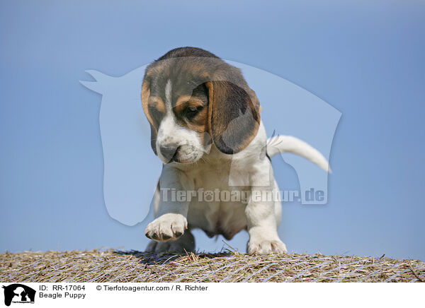 Beagle Welpe / Beagle Puppy / RR-17064
