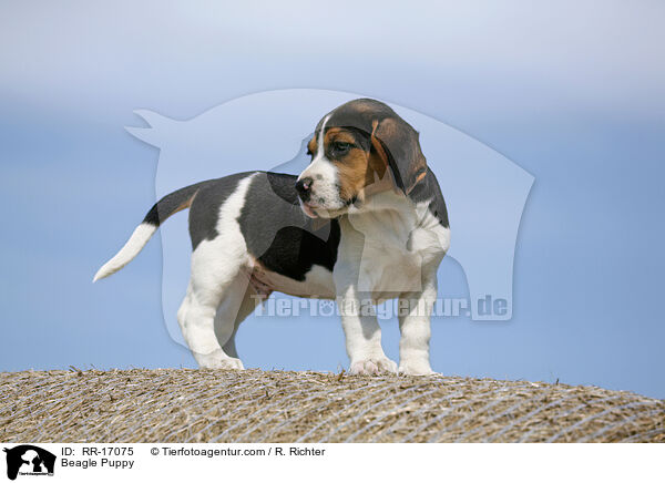 Beagle Welpe / Beagle Puppy / RR-17075