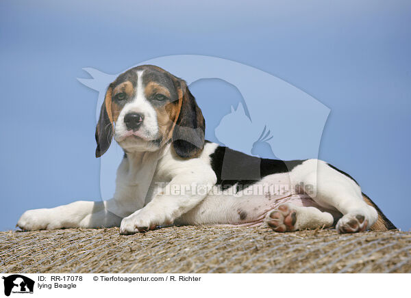 liegender Beagle / lying Beagle / RR-17078