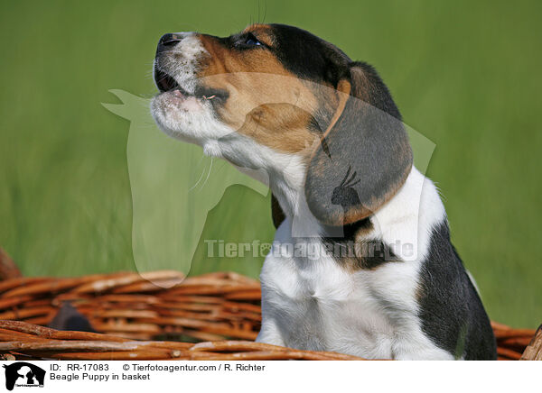 Beagle Welpe im Krbchen / Beagle Puppy in basket / RR-17083